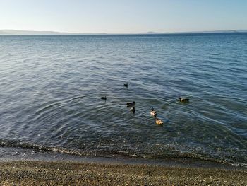 Birds swimming in sea