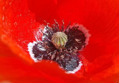 Close-up of red poppy