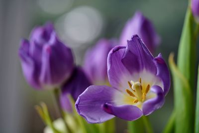 Close-up of purple crocus flowers