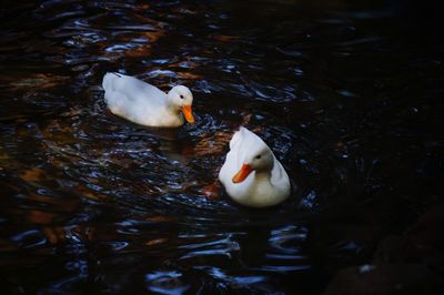  duck swimming in lake