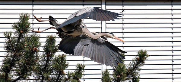 Gray heron flying against building