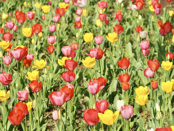 Close-up of red tulips in field