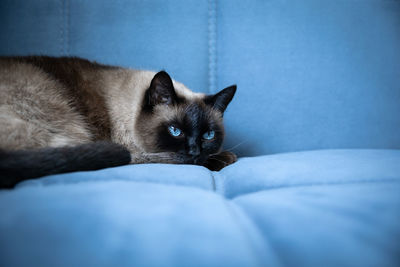 Close-up of cat resting on sofa