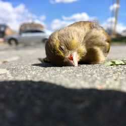 Close-up of a bird on street