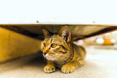 Close-up portrait of a cat