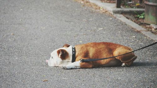 Close-up of dog looking away