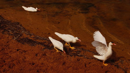 High angle view of ducks on riverbank