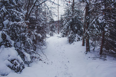 Trees on snow covered field during winter