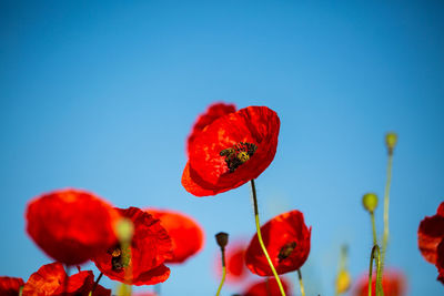 Close-up of red poppy against blue sky