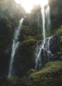 Low angle view of waterfall in forest