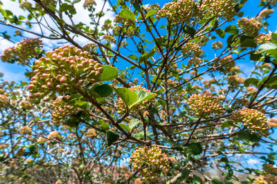 Low angle view of tree against sky