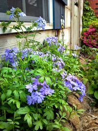 Close-up of purple flowers