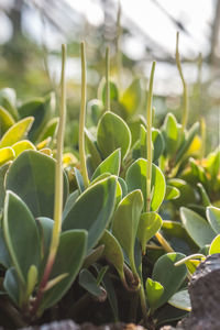 Close-up of succulent plant on field