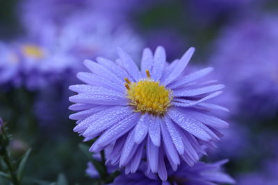 Close-up of purple flowering plant