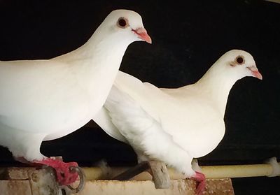 Bird on white background