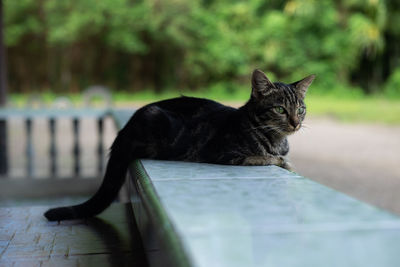 Portrait of a cat resting