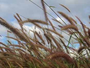 Close-up of wheat growing on field against sky