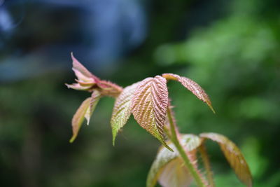 Close-up of insect on flower