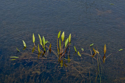 High angle view of plants at lakeshore