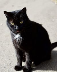 Portrait of black cat sitting on floor