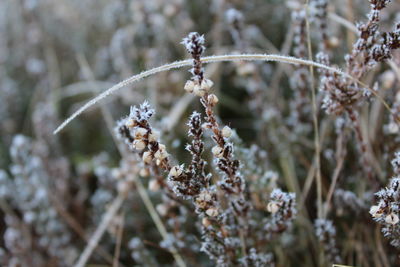 Close-up of frozen plant