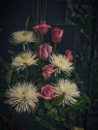 Close-up of pink flowers blooming outdoors