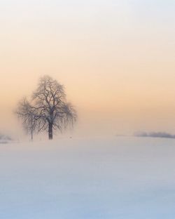 Bare tree on snow covered landscape against sky