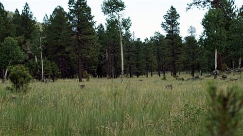 Trees on field in forest against sky