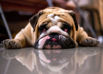 Close-up portrait of a bulldog