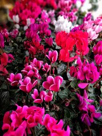 Pink flowers blooming outdoors