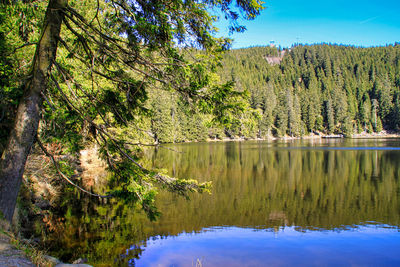 Scenic view of lake by trees in forest against sky