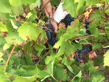 Close-up of grapes on tree in autumn