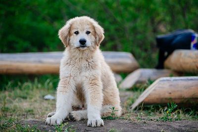 Portrait of dog sitting on field