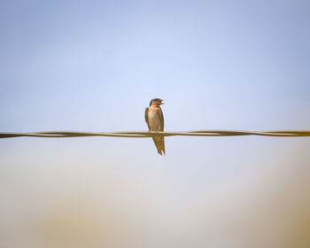 Low angle view of bird perching on cable against sky