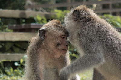 Monkey smelling or kissing another monkey on the forehead