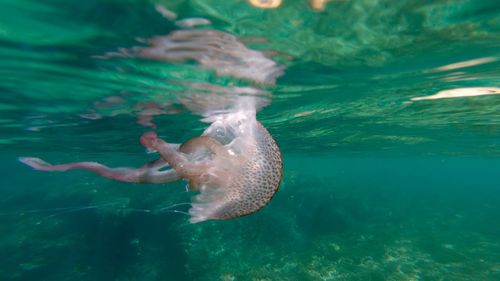 Fish swimming in sea