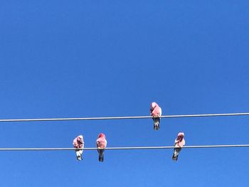 Low angle view of birds perching on cables against clear blue sky