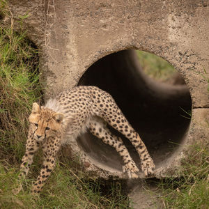 Cheetah jumping from pipe