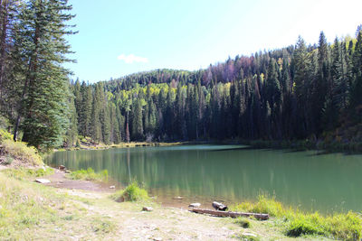 Scenic view of lake in forest against sky