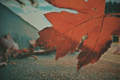 Close-up of dry maple leaves during autumn