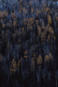 Full frame shot of trees in forest