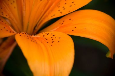 Close-up of yellow flower