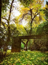 Trees in forest during autumn