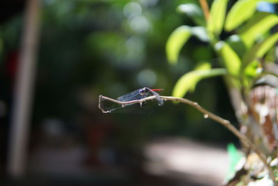 Close-up of butterfly on leaf