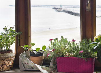 Potted plants on window sill