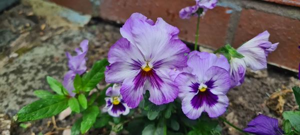 Close-up of purple flowering plants