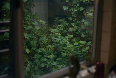 Close-up of potted plants in window