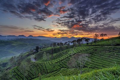 Scenic view of agricultural field against sky during sunset