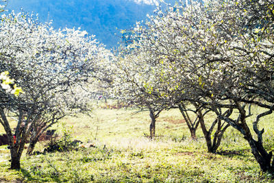 Close-up of fresh flower tree in spring