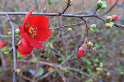 Close-up of red flower